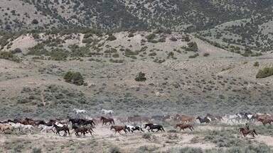 Herd of horses galloping with cowboy.