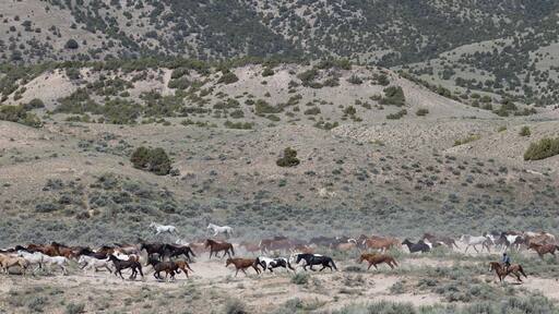 Herd of horses galloping with cowboy.