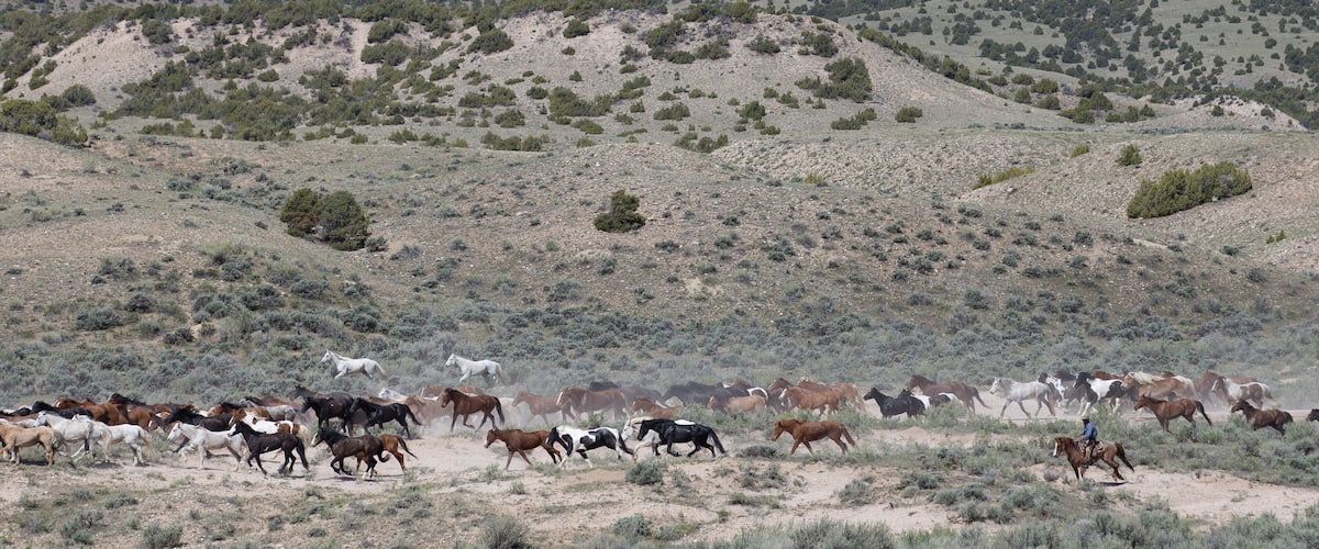 A herd of horses running across a desert landscape with sparse vegetation and hills in the background.