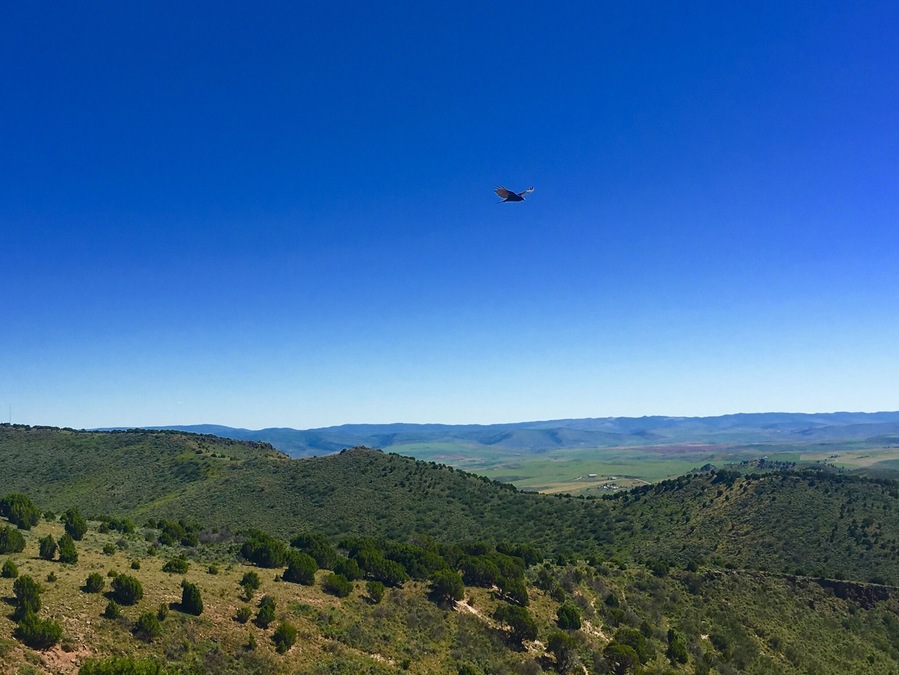 Cedar Mountain