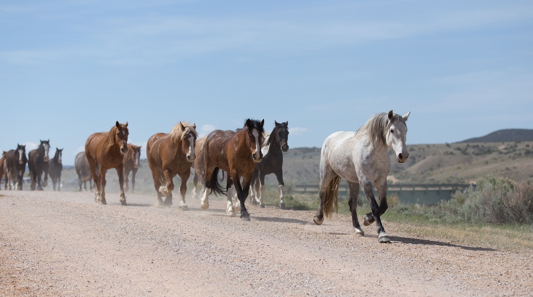 Gray horse leading its herd down the road.
