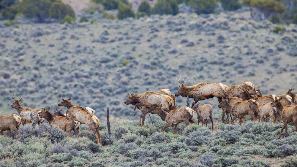 USA, Colorado, Craig. Elk herd crossing barbed wire fence