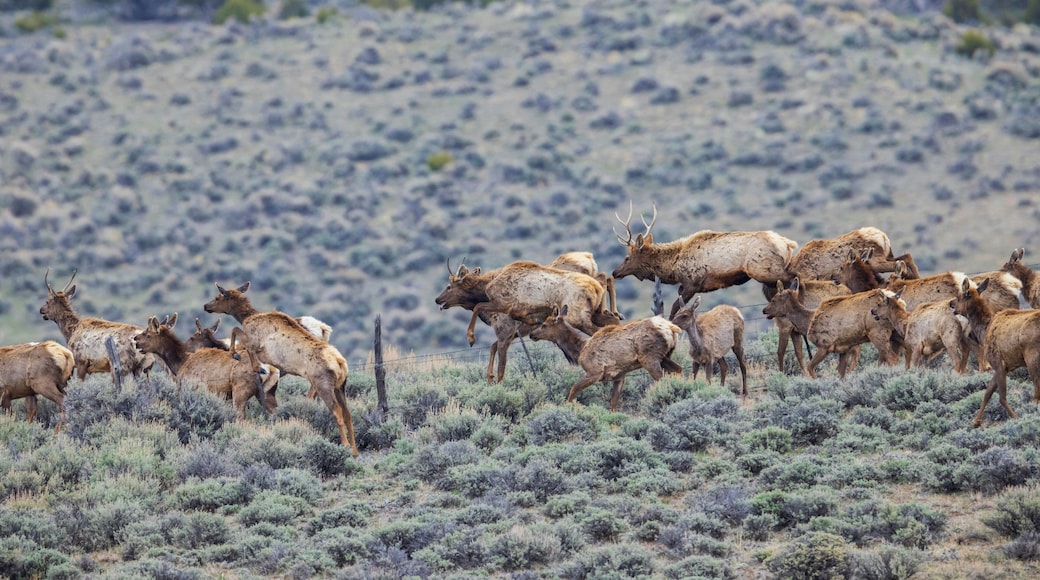 USA, Colorado, Craig. Elk herd crossing barbed wire fence