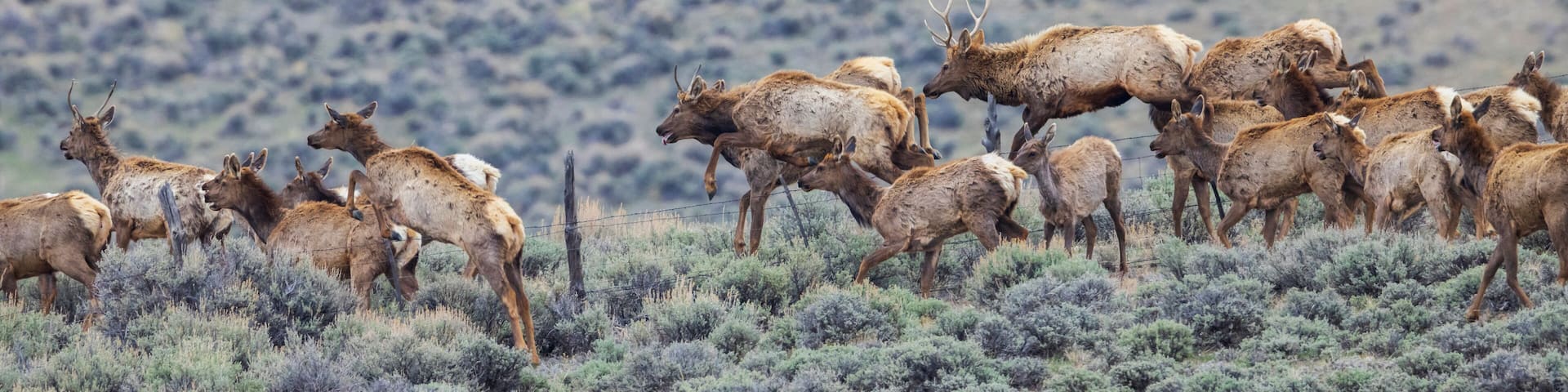 USA, Colorado, Craig. Elk herd crossing barbed wire fence