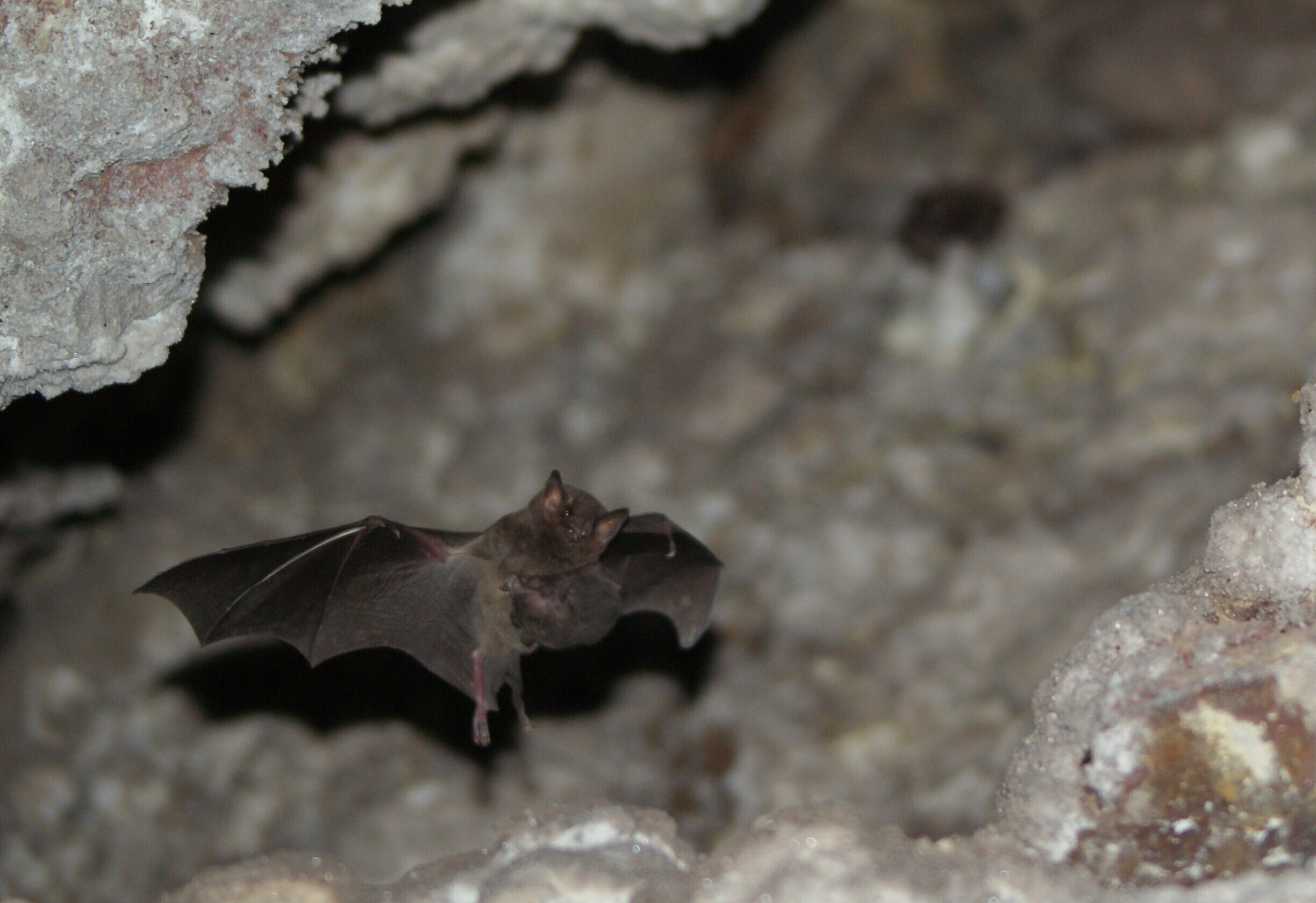 Found this little guy flying around a bat cave while hiking up Telica Volcano near Leon, Nicaragua. 