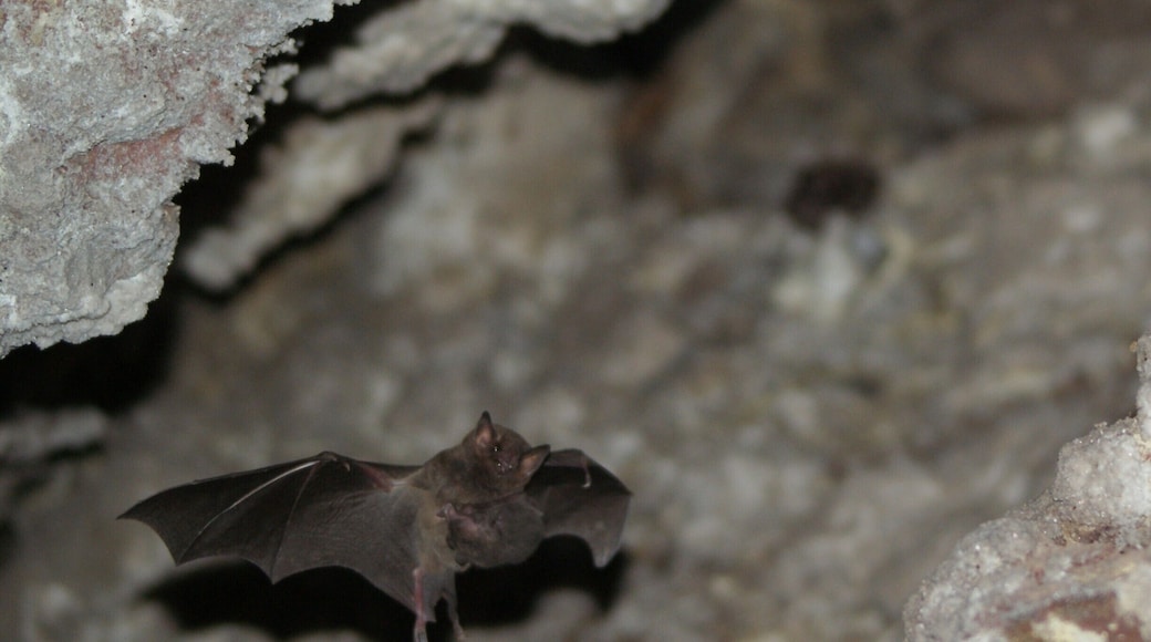 Found this little guy flying around a bat cave while hiking up Telica Volcano near Leon, Nicaragua.
