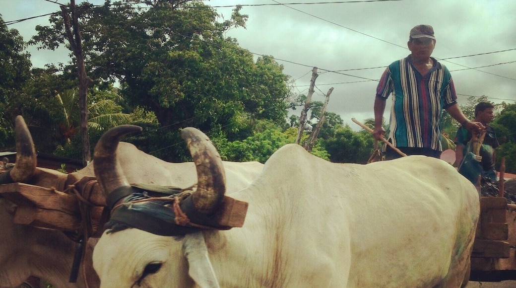 I call this, the Nicaraguan "Oregon" Trail. Still how a lot of business is done in this stunning country.