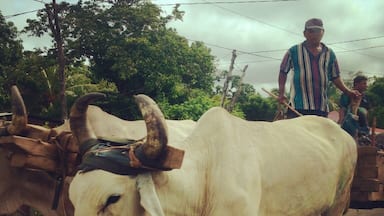 I call this, the Nicaraguan "Oregon" Trail. Still how a lot of business is done in this stunning country.