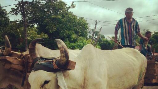 I call this, the Nicaraguan "Oregon" Trail. Still how a lot of business is done in this stunning country.