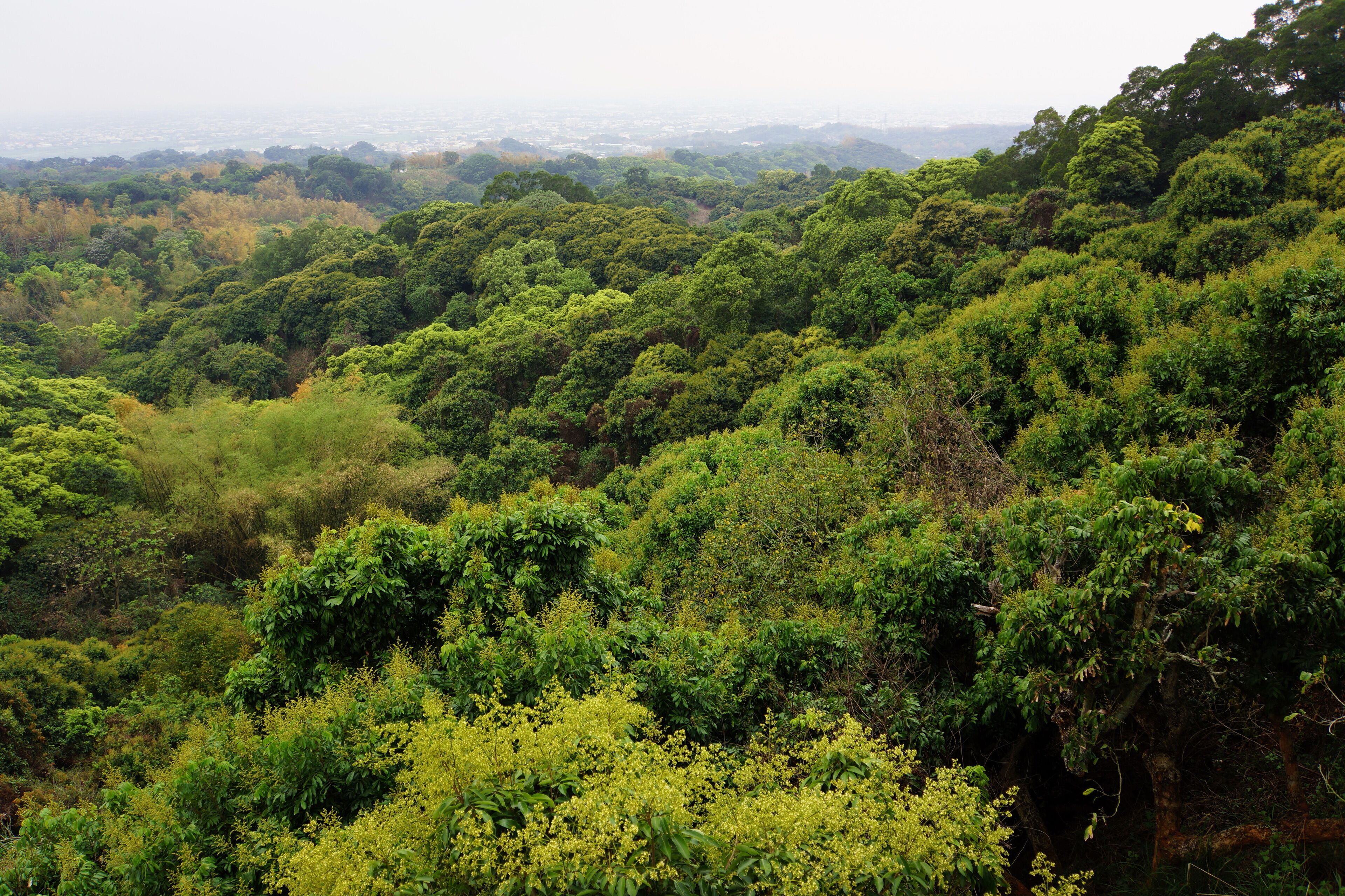 Bagua Mountain 八卦山