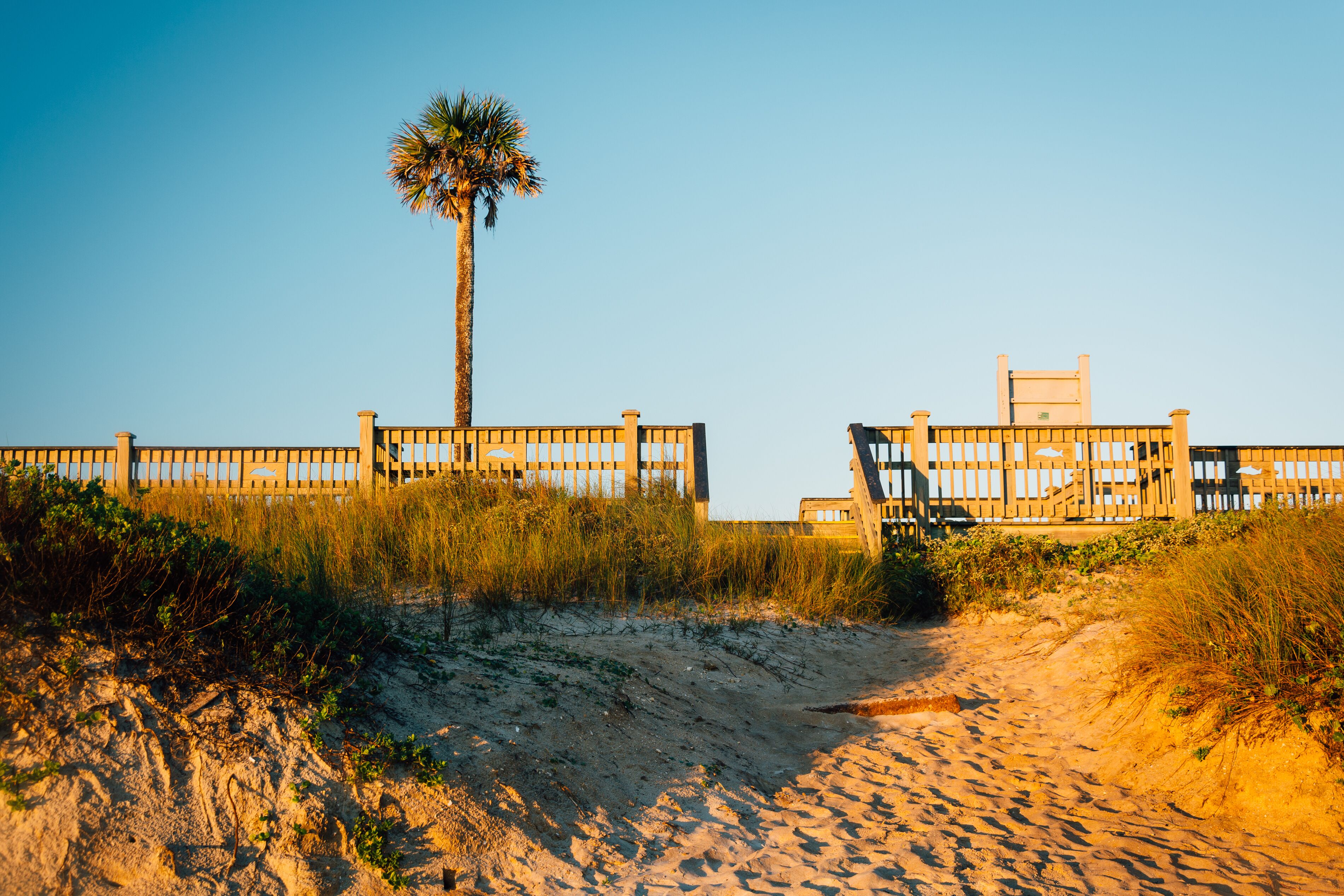 Palm tree and sand dunes in Palm Coast, Florida., Shutterstock ID 460586956, purchase_order: SP-1269 HA 2018 Batch 1, Order: , client: , other: