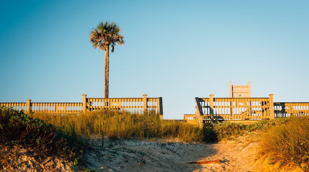 Palm tree and sand dunes in Palm Coast, Florida., Shutterstock ID 460586956, purchase_order: SP-1269 HA 2018 Batch 1, Order: , client: , other: