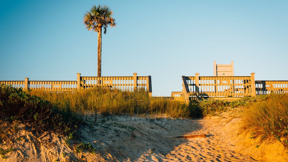 A sandy beach with a palm tree and wooden fences.