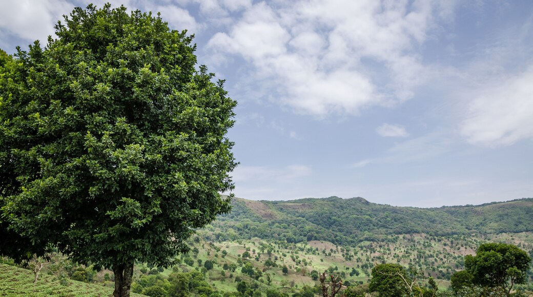Large green tree in green hilly landscape of highlands of Cameroon along Bamenda Ring Road, West Africa.