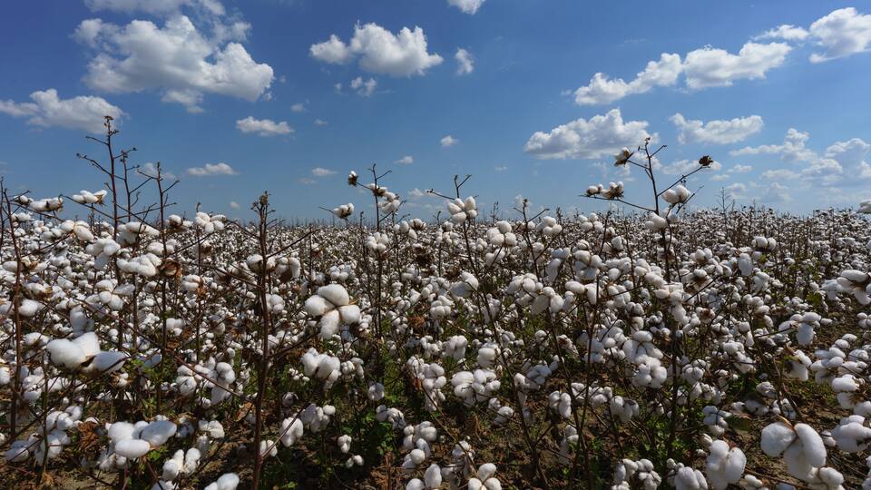 Cotton Field near Clarksdale, Missisippi