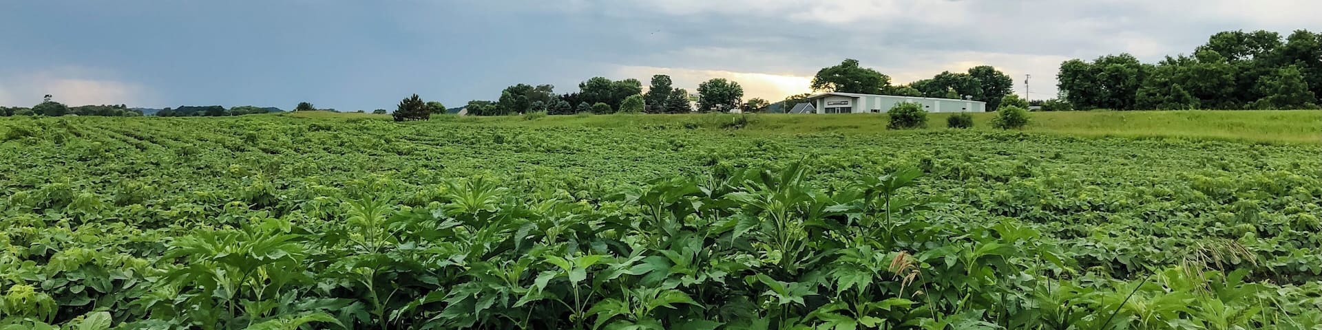 Rural Wisconsin where you can witness how greens and blues play their drama during summer time. #Nature