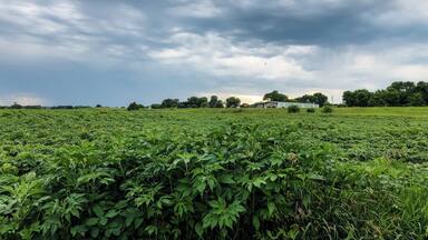Rural Wisconsin where you can witness how greens and blues play their drama during summer time. #Nature
