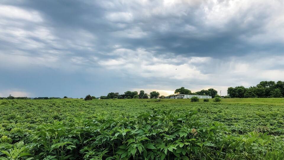 A lush green field with a cloudy sky and a white building in the distance.