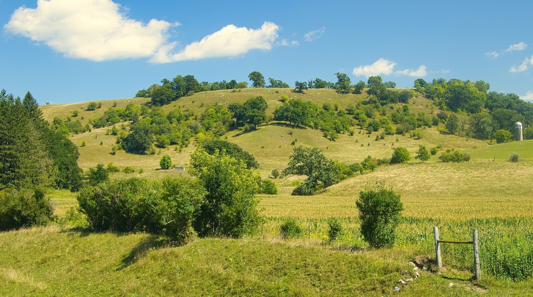 Under a blue summer sky with puffy white clouds, rolling green farm fields dotted with trees dominate the rural landscape near Sparta, WI.