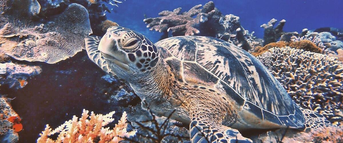 Sea turtle at Maratua Island