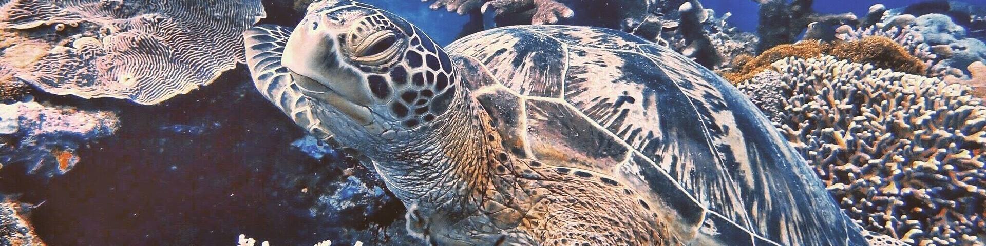 Sea turtle at Maratua Island