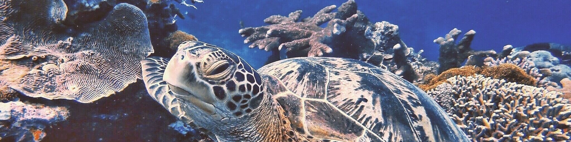 Sea turtle at Maratua Island