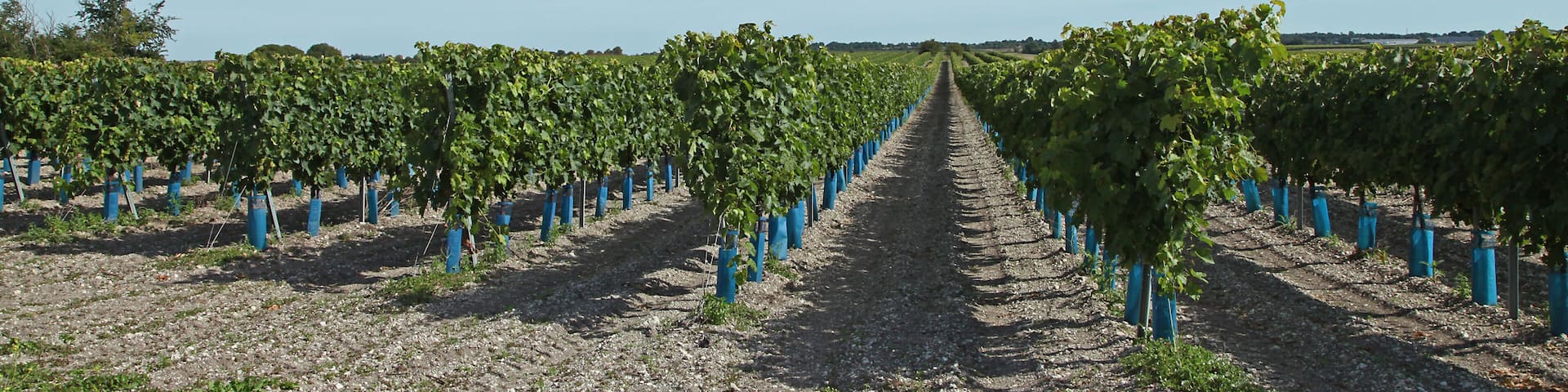 Vignoble charentais