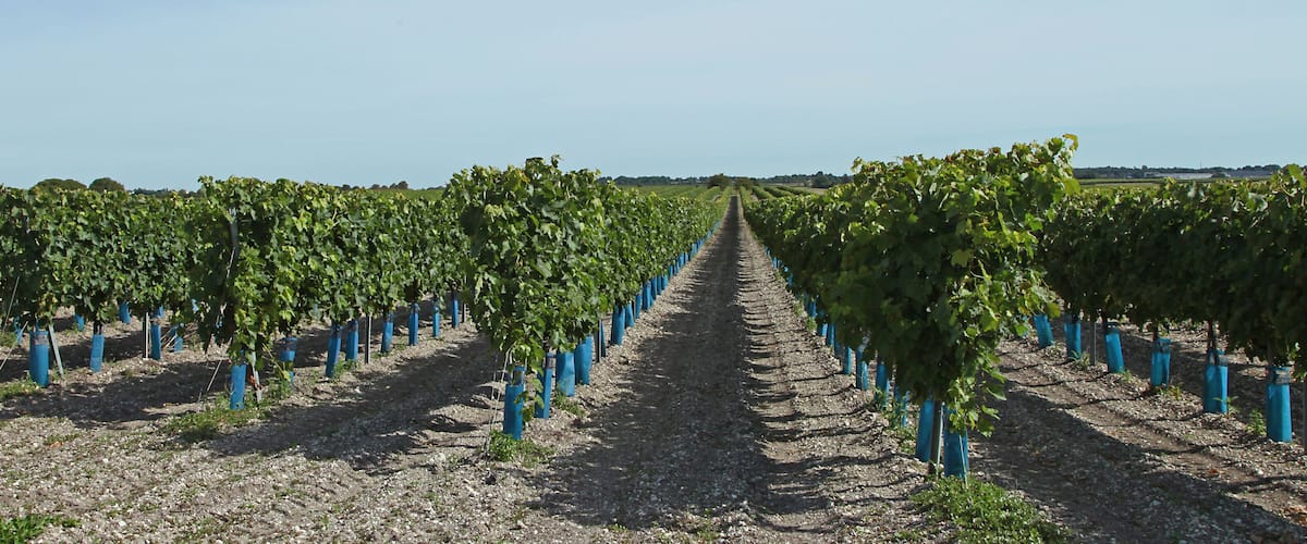 A vineyard with rows of grapevines supported by blue stakes.