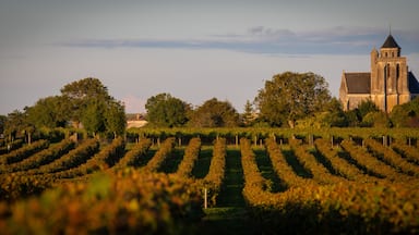 A vineyard with rows of grapevines and a church with a bell tower in the background.