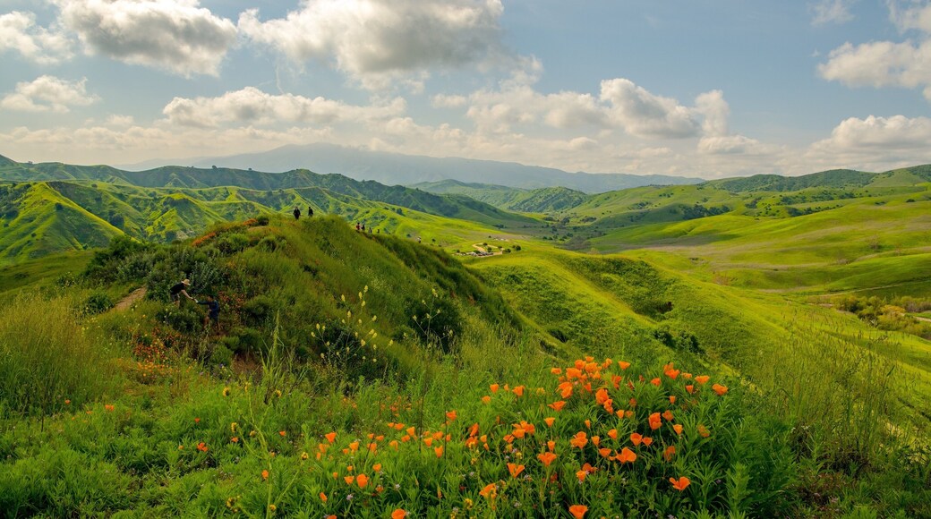 Poppies and green hills line the trails in spring at Chino Hills park