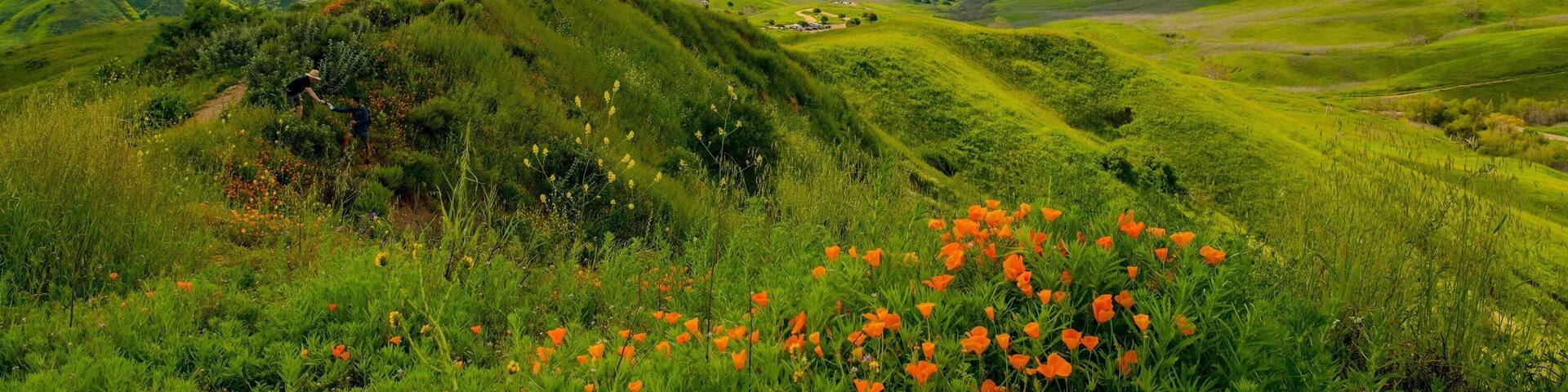 Rolling green hills, a clear sky, and a distant mountain range.
