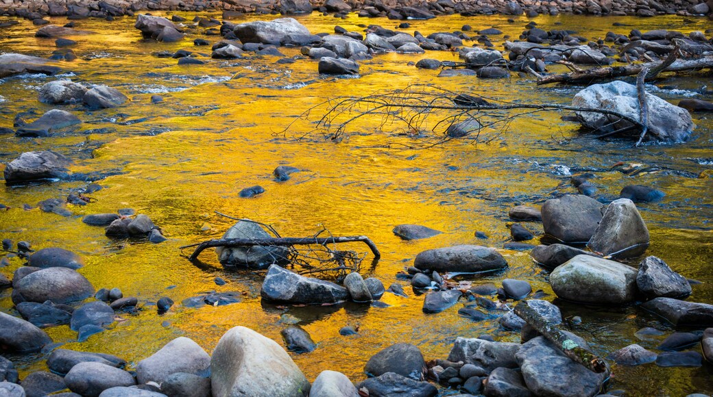 洛亚尔索克州立森林