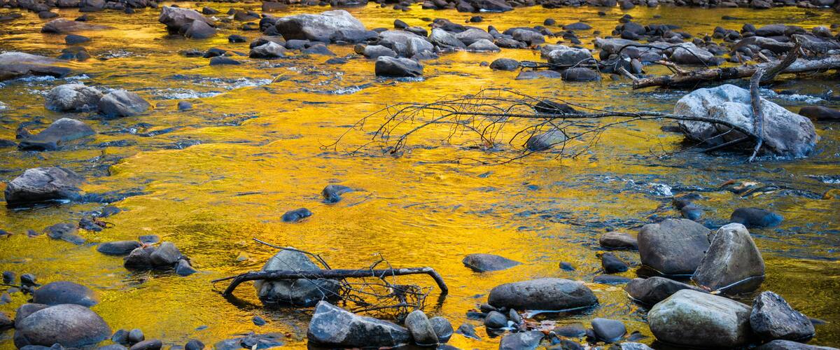 A stream with yellowish water, surrounded by rocks and branches.
