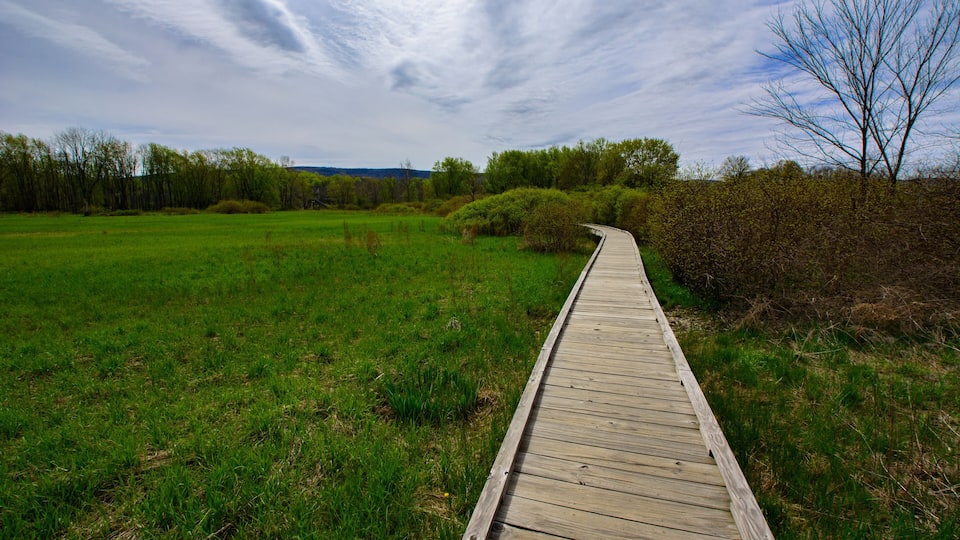A wooden boardwalk through a grassy field with trees and bushes.