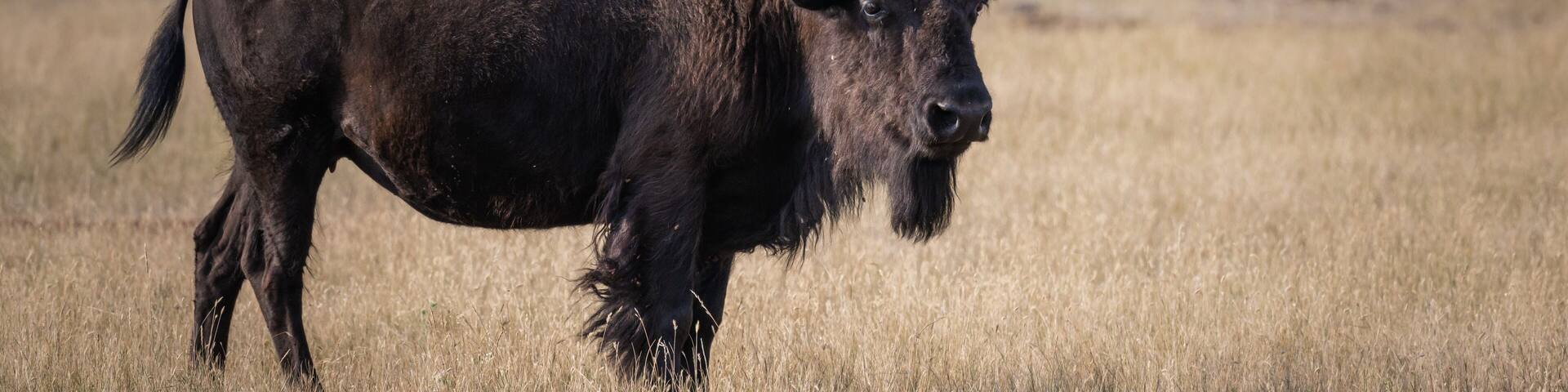 American Buffalo in Custer State Park - Custer, South Dakota