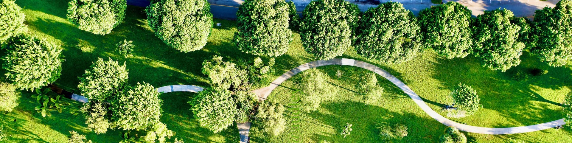 An aerial view of a park with winding pathways, green grass, and variously shaped trees.