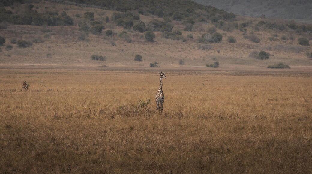 Lone Giraffe Wandering African Grasslands