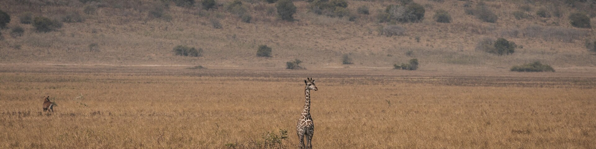 Lone Giraffe Wandering African Grasslands