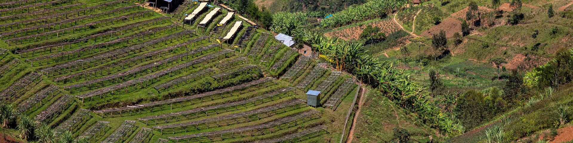 Abakundakawa coffee grower's cooperative, Minazi coffee washing station, Gakenke district, Rwanda