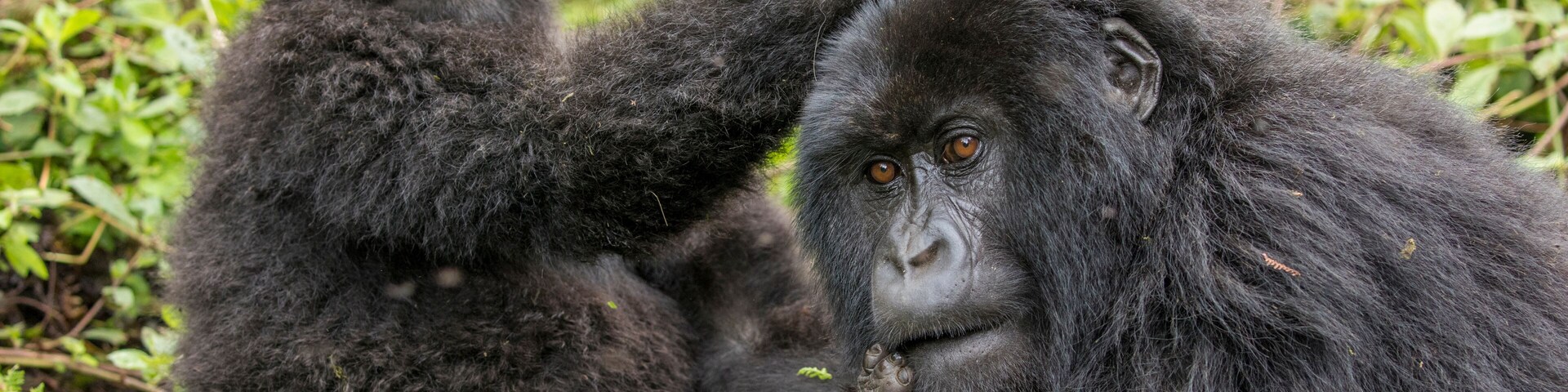 Africa, Rwanda, Volcanoes National Park, Young Mountain Gorilla (Gorilla beringei beringei) playing with adult in rainforest in Virunga Mountains