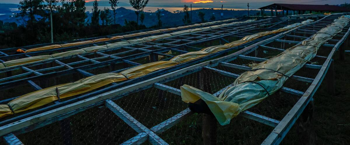 Drying beans at coffee washing station, Rutsiro district, Northern province, Rwanda, East Africa
