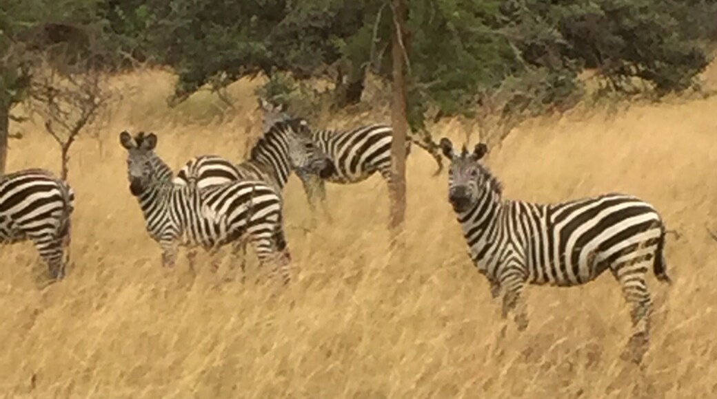 Akagera National Park in Rwanda was a beautiful place. The varied terrains provide for a wealth of animals and birds.
