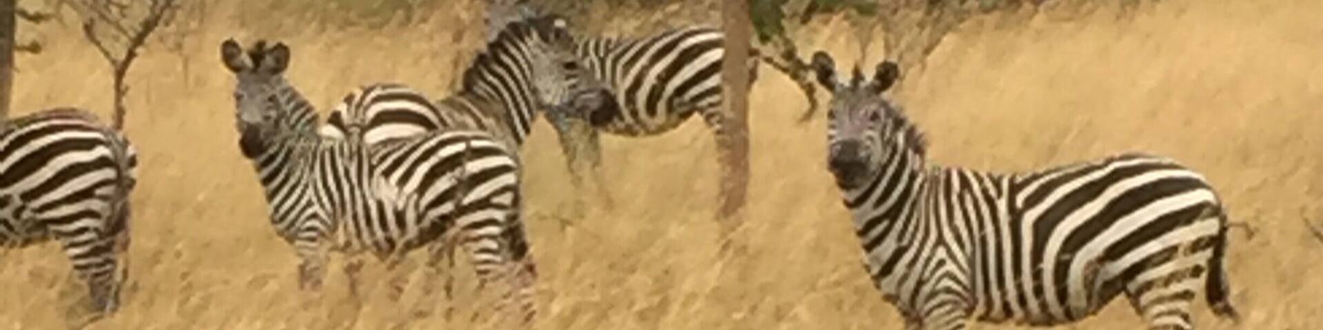 Akagera National Park in Rwanda was a beautiful place. The varied terrains provide for a wealth of animals and birds.