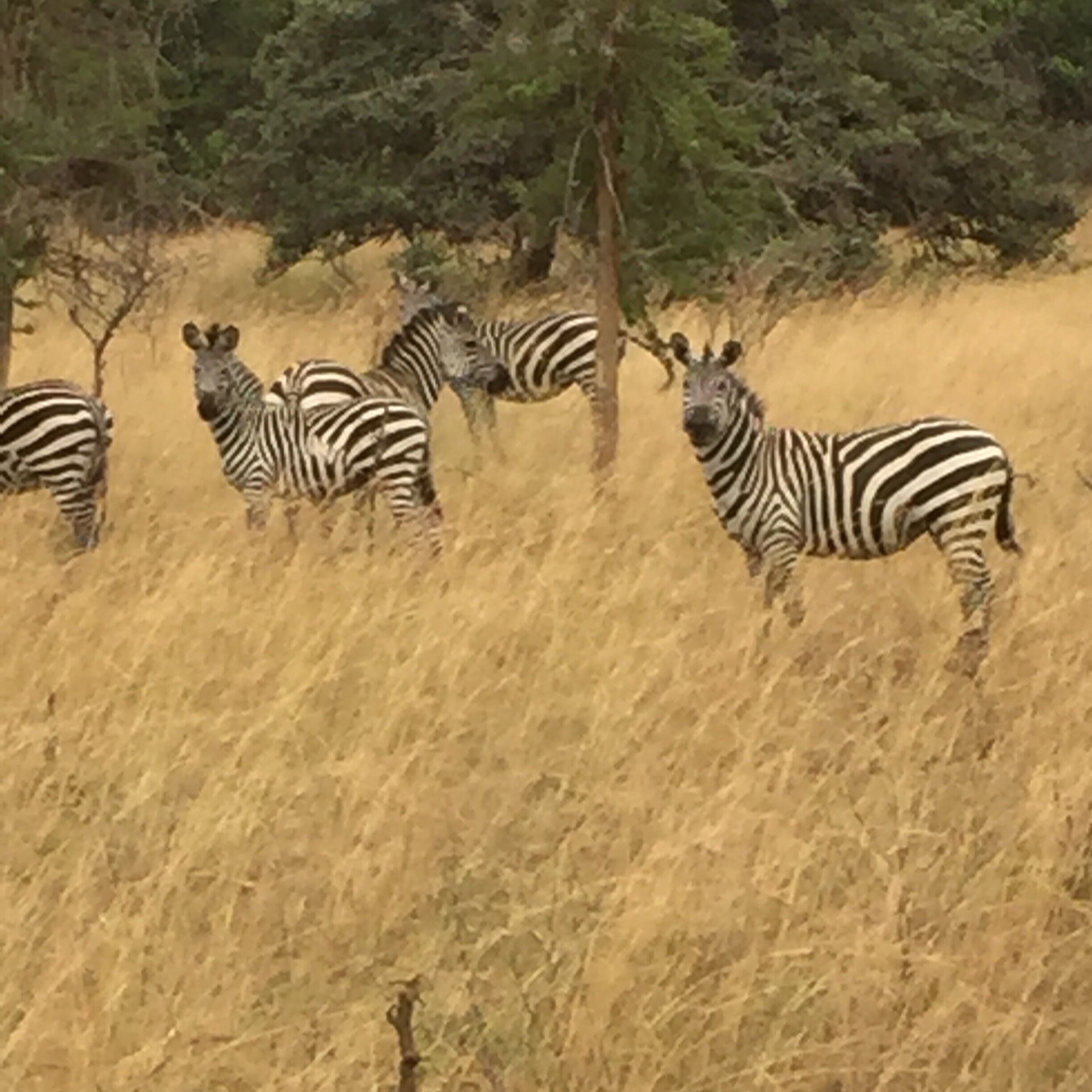 Zebras in a grassy field with sparse trees.