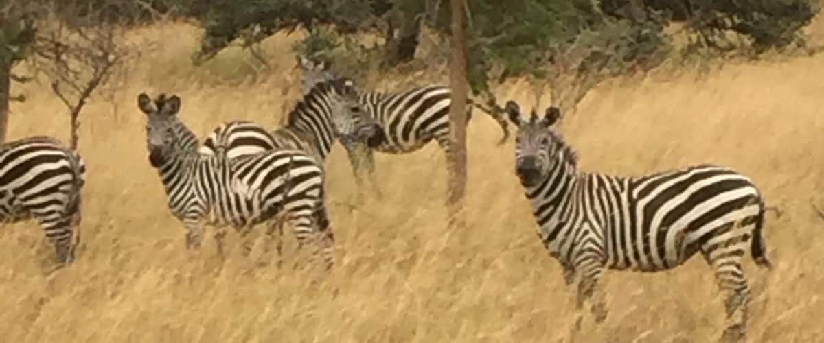 Zebras in a grassy field with sparse trees.