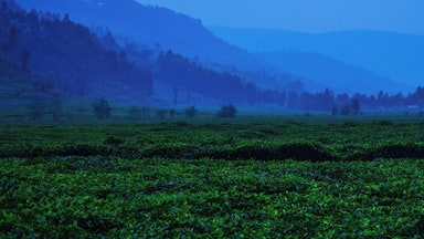 Snapped this while bumping along the red dirt roads up to the tea plantation guest house. I absolutely recommend staying at the Sorwathe guest house if you are in Musanze.
#OnTheRoad