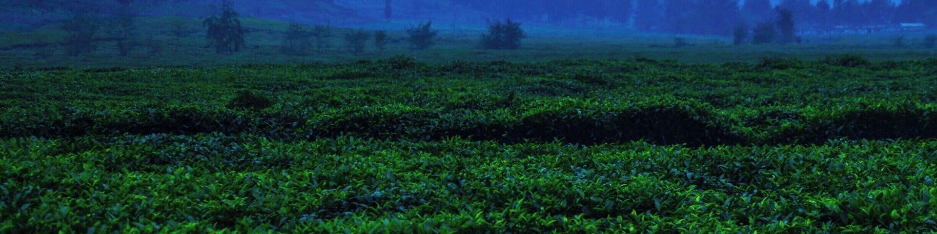 Snapped this while bumping along the red dirt roads up to the tea plantation guest house. I absolutely recommend staying at the Sorwathe guest house if you are in Musanze.
#OnTheRoad