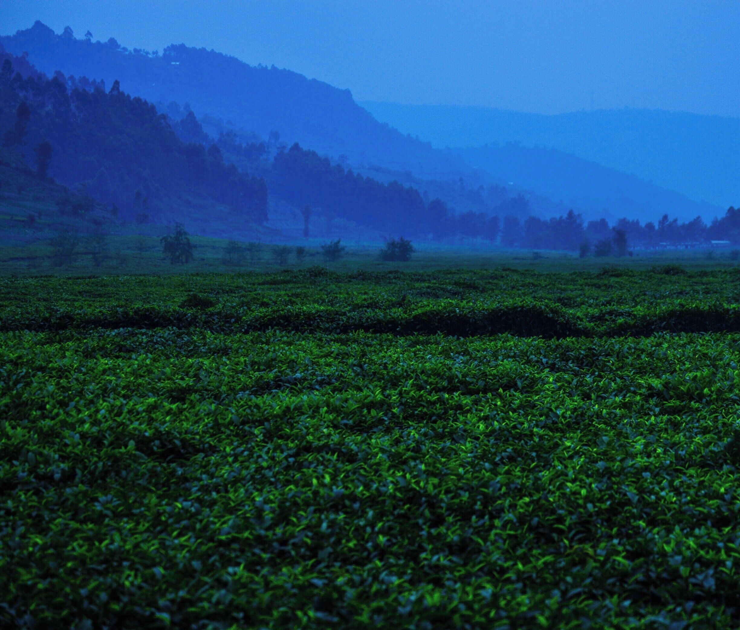 A vast tea plantation with rows of tea plants under a misty sky.
