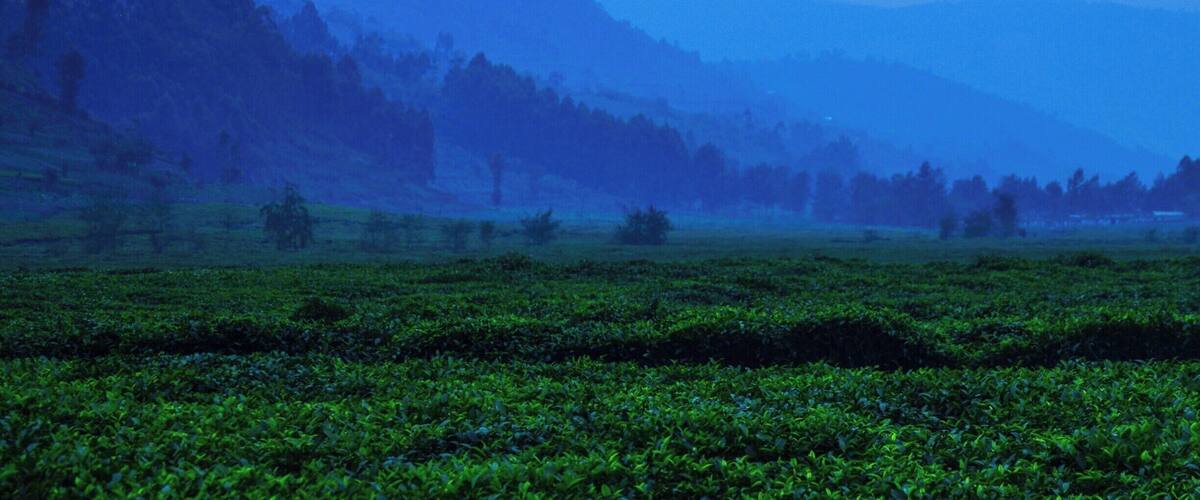A vast tea plantation with rows of tea plants under a misty sky.