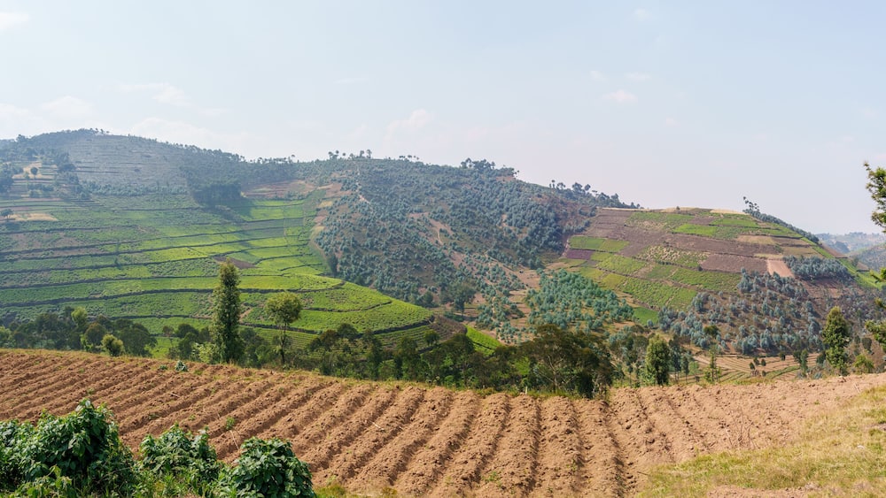 Tea plantation among mountains and along highway